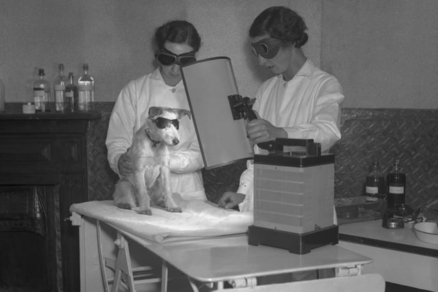 A dog undergoes ultraviolet ray therapy in Bradford in June 1936.