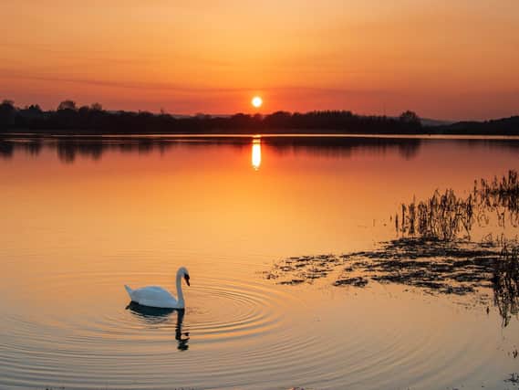 Swan evening by Graham Hepworth