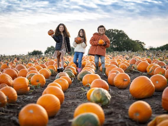 We've picked out some of the best pumpkin patches in Lancashire