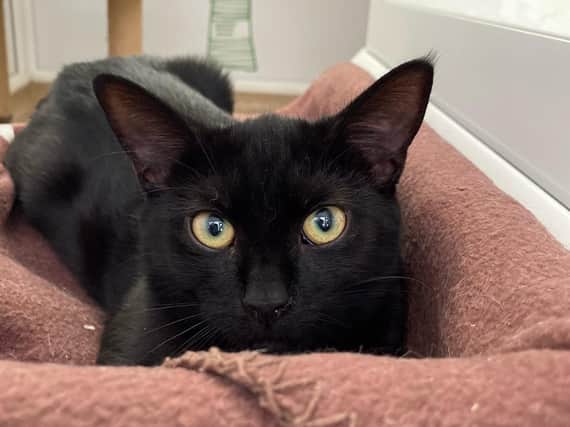 These cats and kittens are looking for a new home, can you give them one? Photo: RSPCA