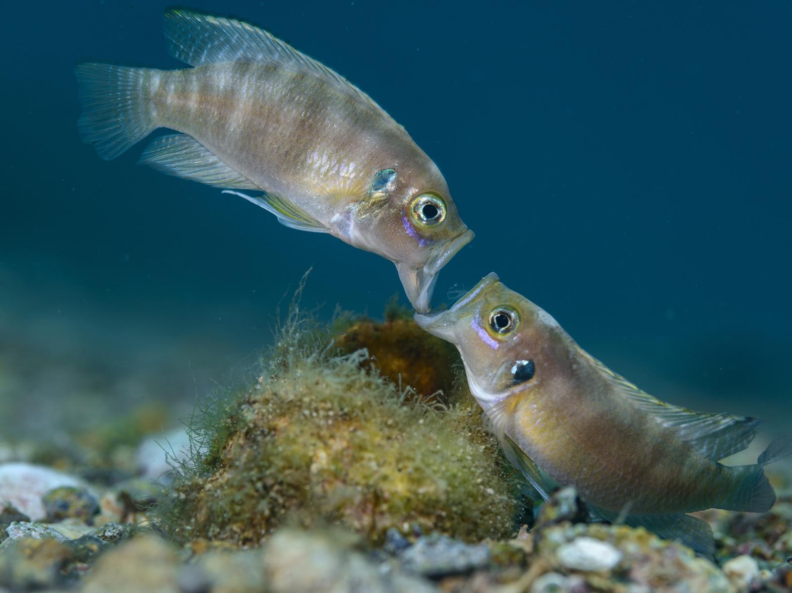 Two adult male cichlid fish fighting jaw to jaw over a snail shell in Lake Tanganyika, Africa, which won Wildlife Photographer of the Year: Portfolio Award. Angel Fitor/Wildlife Photographer of the Year/PA Media