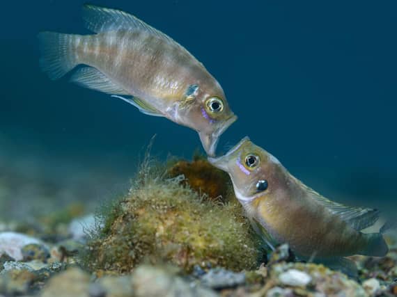 Two adult male cichlid fish fighting jaw to jaw over a snail shell in Lake Tanganyika, Africa, which won Wildlife Photographer of the Year: Portfolio Award. Angel Fitor/Wildlife Photographer of the Year/PA Media