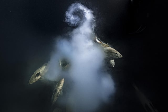 A trio of camouflage groupers exit their milky cloud of eggs and sperm, which won Wildlife Photographer of the Year: Underwater Award. Photo: Laurent Ballesta/Wildlife Photographer of the Year