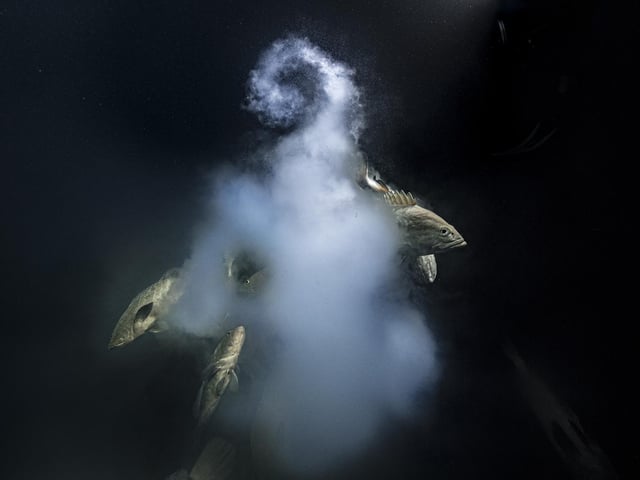 A trio of camouflage groupers exit their milky cloud of eggs and sperm, which won Wildlife Photographer of the Year: Underwater Award. Photo: Laurent Ballesta/Wildlife Photographer of the Year