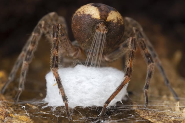 Spinning the cradle by Gil Wizen showing a fishing spider stretching out silk from its spinnerets to weave into its egg sac in Canada, which won Wildlife Photographer of the Year: Behaviour: Invertebrate Award.