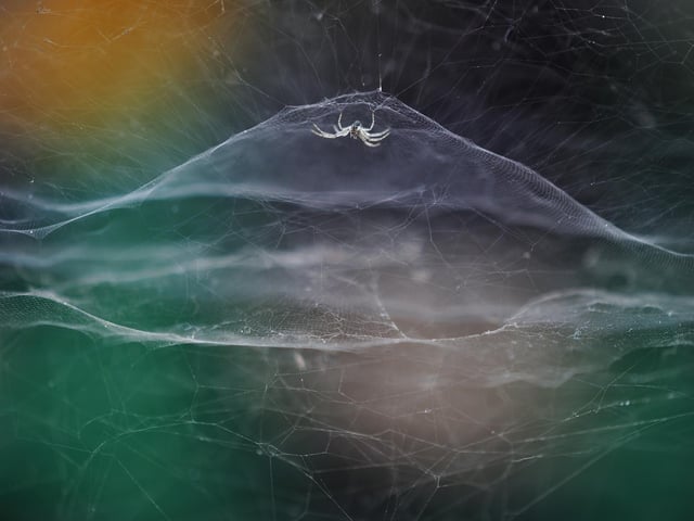A tent spider as a rickshaw passes by in India, which won Young Wildlife Photographer of the Year: 10 Years and Under Award. Photo credit Vidyun R Hebbar/Wildlife Photographer of the Year