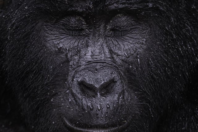 Reflection by Majed Ali showing a the moment Kibande, an almost-40- year-old mountain gorilla closes its eyes in the rain in Uganda, which won Wildlife Photographer of the Year: Animal Portraits Award.