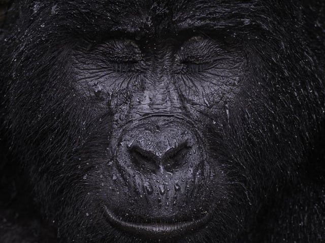 Reflection by Majed Ali showing a the moment Kibande, an almost-40- year-old mountain gorilla closes its eyes in the rain in Uganda, which won Wildlife Photographer of the Year: Animal Portraits Award.