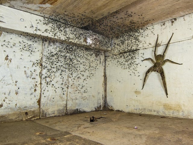 The spider room by Gil Wizen showing a venomous Brazilian wandering spider hiding under his bed in Canada, which won Wildlife Photographer of the Year: Urban Wildlife Award.