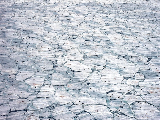 Nursery meltdown by Jennifer Hayes as she records harp seals, seal pups and the blood of birth against the melting sea ice in the Gulf of St. Lawrence, Quebec, Canada, which won Wildlife Photographer of the Year: Oceans: The Bigger Picture Award.