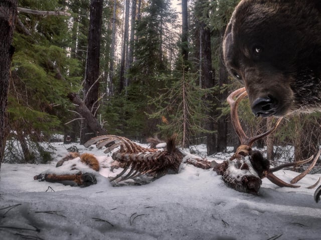 Eye to Eye by Zack Clothier showing a Grizzly Bear investigating a bull elk carcass in Montana, which won Wildlife Photographer of the Year: Animals in their Environment Award.