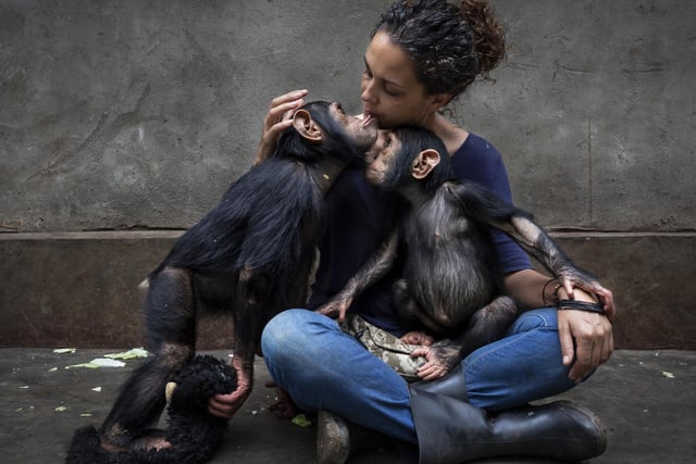The healing touch, from Community care by Brent Stirton showing the director of a rehabilitation centre caring for chimpanzees orphaned by the bushmeat trade sitting with a newly rescued chimp as she slowly introduces it to the others in South Africa, which won Wildlife Photographer of the Year: Photojournalist Story Award.