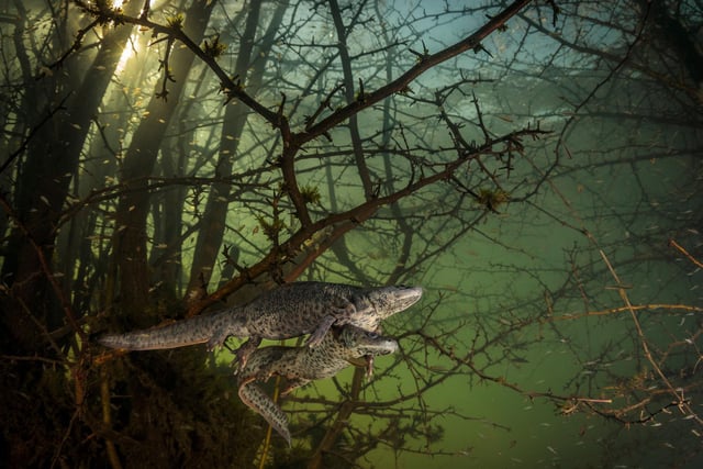 Where the giant newts breed by Joao Rodrigues showing a pair of courting sharp-ribbed newts in a flooded forest, which won Wildlife Photographer of the Year: Behaviour: Amphibians and Reptiles Award.