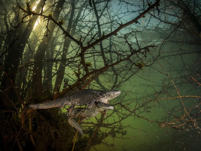 Where the giant newts breed by Joao Rodrigues showing a pair of courting sharp-ribbed newts in a flooded forest, which won Wildlife Photographer of the Year: Behaviour: Amphibians and Reptiles Award.