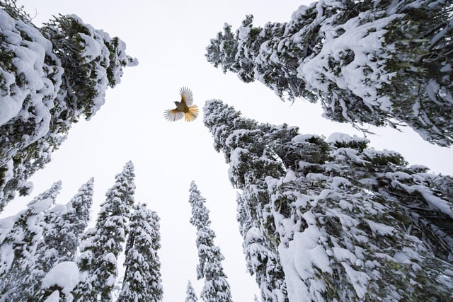 High-flying jay by Lasse Kurkela showing a Siberian jay fly to the top of a spruce tree to stash its food in Finland, which won Young Wildlife Photographer of the Year:15-17 Years Award.