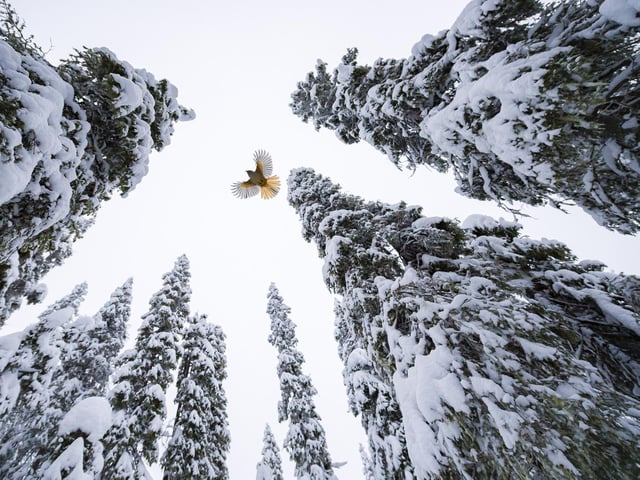 High-flying jay by Lasse Kurkela showing a Siberian jay fly to the top of a spruce tree to stash its food in Finland, which won Young Wildlife Photographer of the Year:15-17 Years Award.