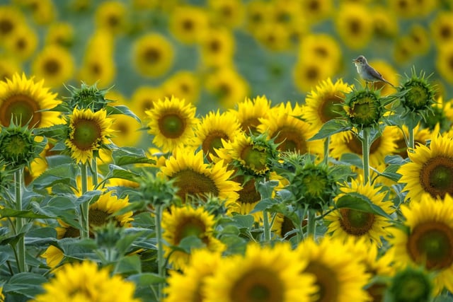 Sunflower songbird by Andres Luis Dominguez Blanco showing a singing warbler surrounded by sunflowers in Spain, which won Young Wildlife Photographer of the Year:11-14 Years Award.