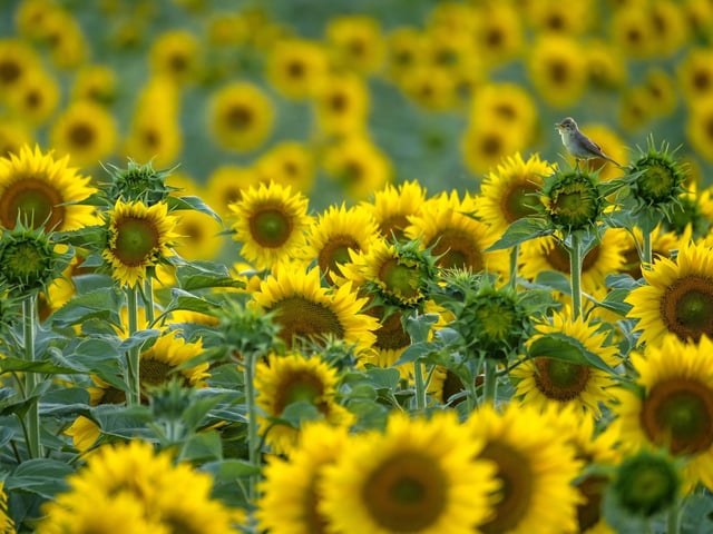Sunflower songbird by Andres Luis Dominguez Blanco showing a singing warbler surrounded by sunflowers in Spain, which won Young Wildlife Photographer of the Year:11-14 Years Award.