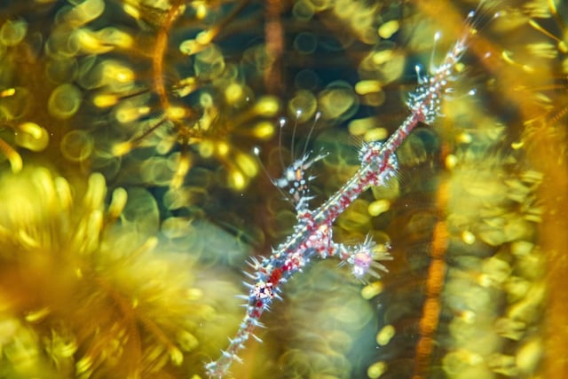 Bedazzled by Alexander Mustard showing a ghost pipefish hiding among the arms of a feather star, which won Wildlife Photographer of the Year: Natural Artistry Award.