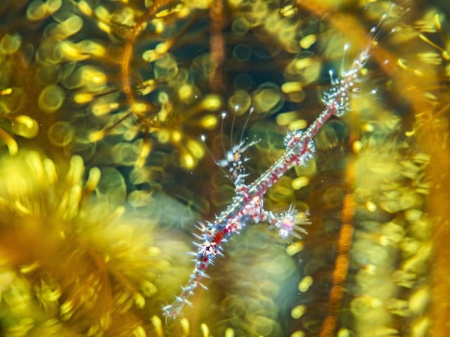 Bedazzled by Alexander Mustard showing a ghost pipefish hiding among the arms of a feather star, which won Wildlife Photographer of the Year: Natural Artistry Award.