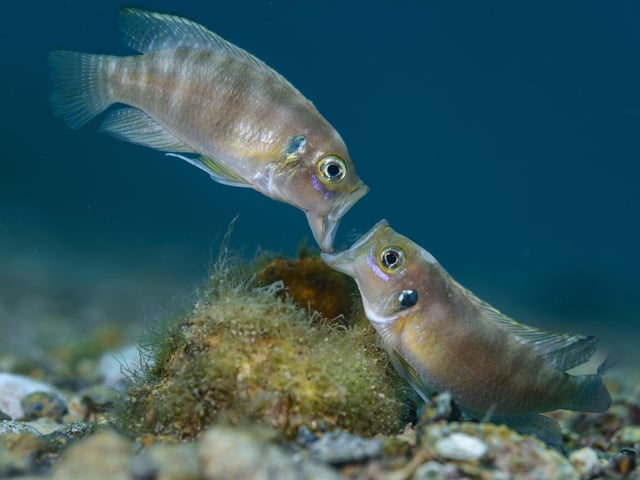 Two adult male cichlid fish fighting jaw to jaw over a snail shell in Lake Tanganyika, Africa, which won Wildlife Photographer of the Year: Portfolio Award. Angel Fitor/Wildlife Photographer of the Year/PA Media