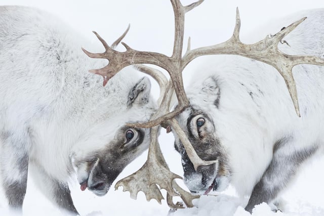 Head to head by Stefano Unterthiner showing a two Svalbard reindeer battle for control of a harem, which won Wildlife Photographer of the Year: Behaviour: Mammals Award.
