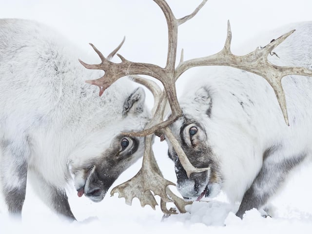 Head to head by Stefano Unterthiner showing a two Svalbard reindeer battle for control of a harem, which won Wildlife Photographer of the Year: Behaviour: Mammals Award.