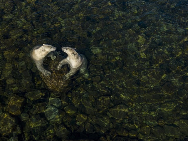 Cool time by Martin Gregus showing polar bears in a different light as they come ashore in summer in Canada, which won Wildlife Photographer of the Year: Rising Star Portfolio Award