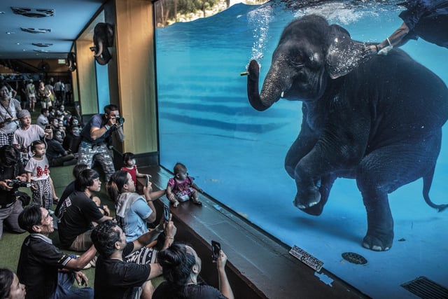 Elephant in the room by Adam Oswel as he draws attention to zoo visitors watching a young elephant perform under water in Australia, which won Wildlife Photographer of the Year: Photojournalism Award.