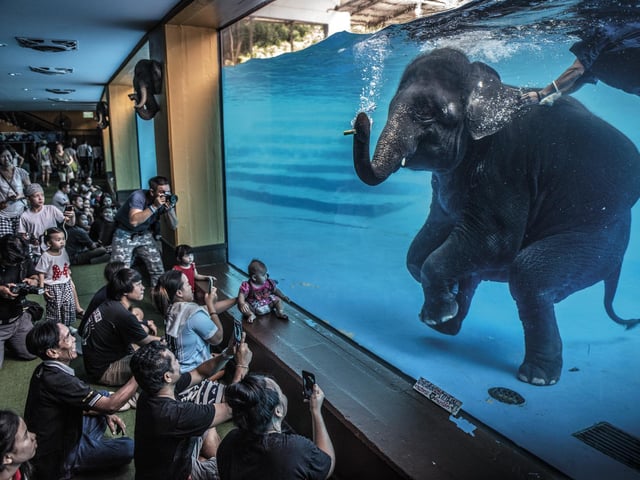 Elephant in the room by Adam Oswel as he draws attention to zoo visitors watching a young elephant perform under water in Australia, which won Wildlife Photographer of the Year: Photojournalism Award.