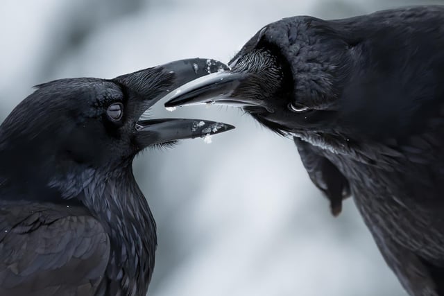 The intimate touch by Shane Kalyn showing two ravens as their thick black bills came together in Canada, which won Wildlife Photographer of the Year: Behaviour: Birds Award.