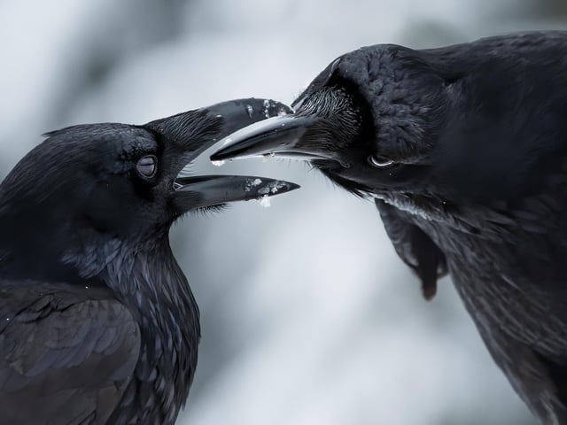 The intimate touch by Shane Kalyn showing two ravens as their thick black bills came together in Canada, which won Wildlife Photographer of the Year: Behaviour: Birds Award.