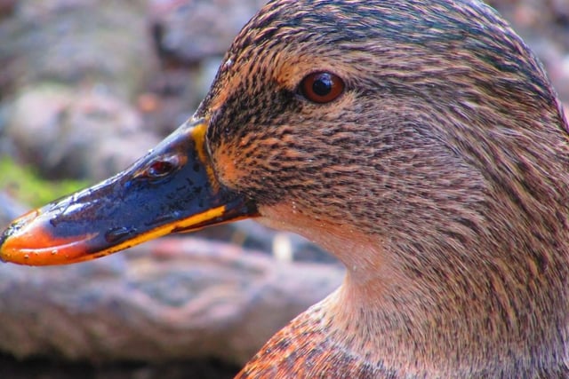 Nicola Lee's close up photo of Mrs duck at Thornes Park.