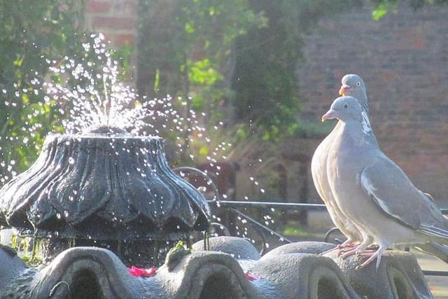 Sarah Moo Horncastle shared her photo of pigeons on the fountain at Thornes Park rose garden.