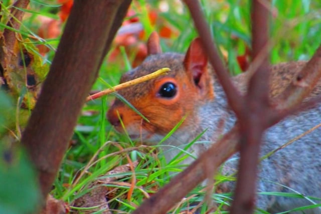Nicola Lee captured a squirrel trying to hide away from the camera in Thornes Park.