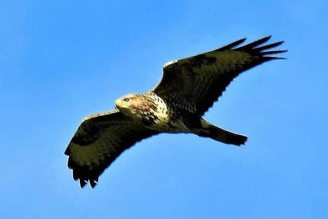 Steve Turner captured a buzzard over Winterset Reservoir .
