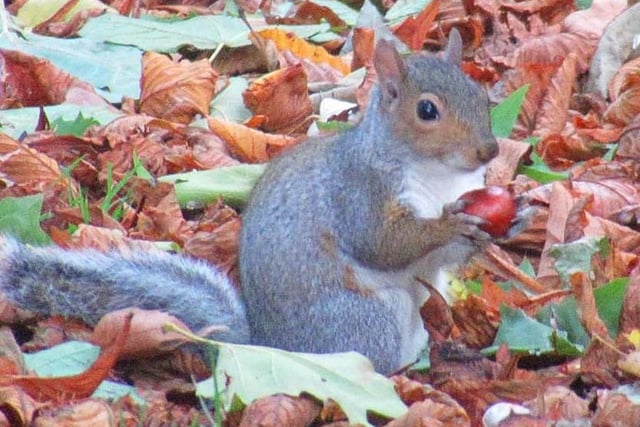 Squirrel at Thornes Park captured by Sarah Moo Horncastle.