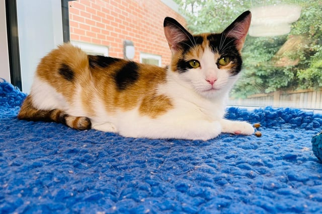 Jess came to the centre when she was pregnant, and after being a great mum to her four kittens she's now looking for a home herself. She's a little nervous at first so needs an owner who will be patient whilst she adapts to her new home, but once she's comfortable with you she's the ideal companion to cuddle up to on the sofa. She needs a quiet household with an experienced cat owner to bring the best out of her.
