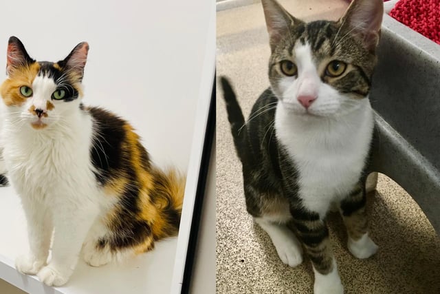 This duo are looking for a home together! They are both around three years old and have lovely little personalities- Roo is a laid-back kitten who loves cuddles and strokes, whilst Phoenix is a bundle of energy who likes to cause a little good-natured chaos. The pair balance one another out, and ideally want a home with a garden to explore and plenty of company during the day.