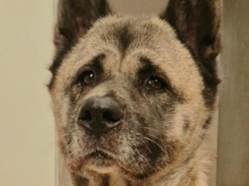 Savannah is up for adoption at Wolfwood Wildlife and Dog Rescue based in Lancaster
