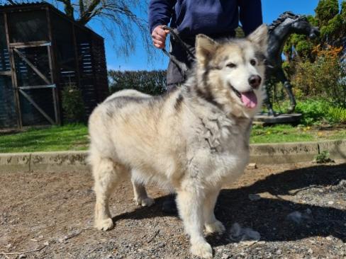 Kane is up for adoption at Wolfwood Wildlife and Dog Rescue based in Lancaster