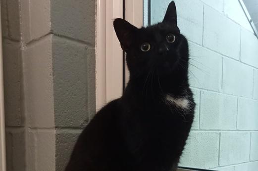 Billy is a DSH , male , five years nine months old.