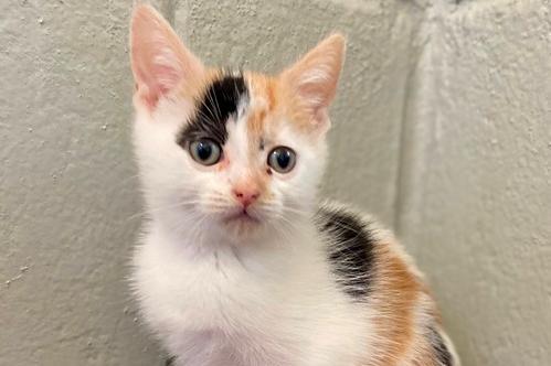 Luna Kitten four is a DSH , female , three months old. Luna kits are looking for a new home together.