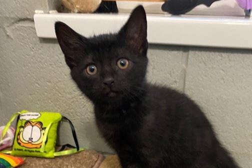 Gary is a DSH , male , two months old. Gary and Steve are brothers who are looking for a new home together.
