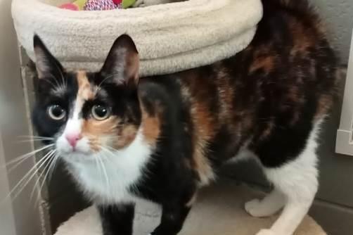 Loretta is a DSH , female , two years old. Loretta and Imelda are mother and daughter so are looking for a new home together.