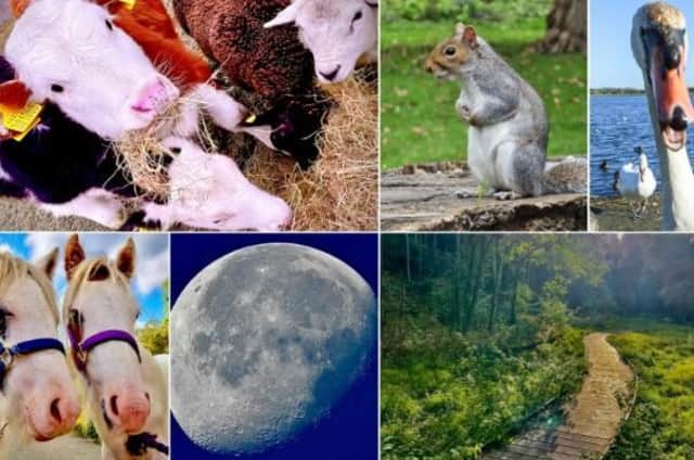 From pumpkins to autumnal scenery and funny-faced animals - once again photographers across the district have been busy taking pictures.