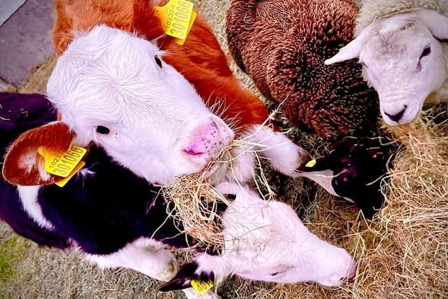 Jade Turton captured farm animals enjoying a hay snack.