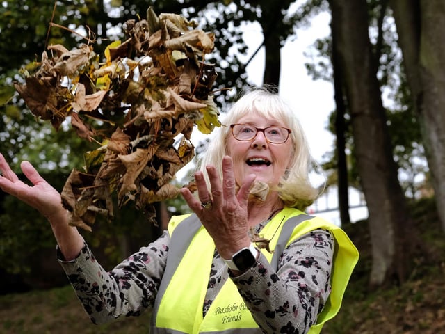 Linda Harper of Friends of Peasholm Park collecting leaves for the autumn wreaths.