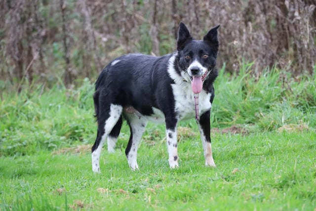 Border Collie May is one of life's worriers and after much deliberation, she has decided that city life is not for her. She's set her sights on a retirement home in the countryside and hopes to find a family without children living at home who can help her to achieve that dream.