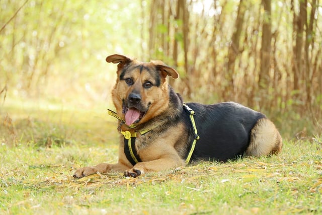 Handsome Buster is absolutely adored by all his handlers because he is so loving. Nearly three years old, this playful Rottweiler is looking for patient owners who have a true passion for dog training.